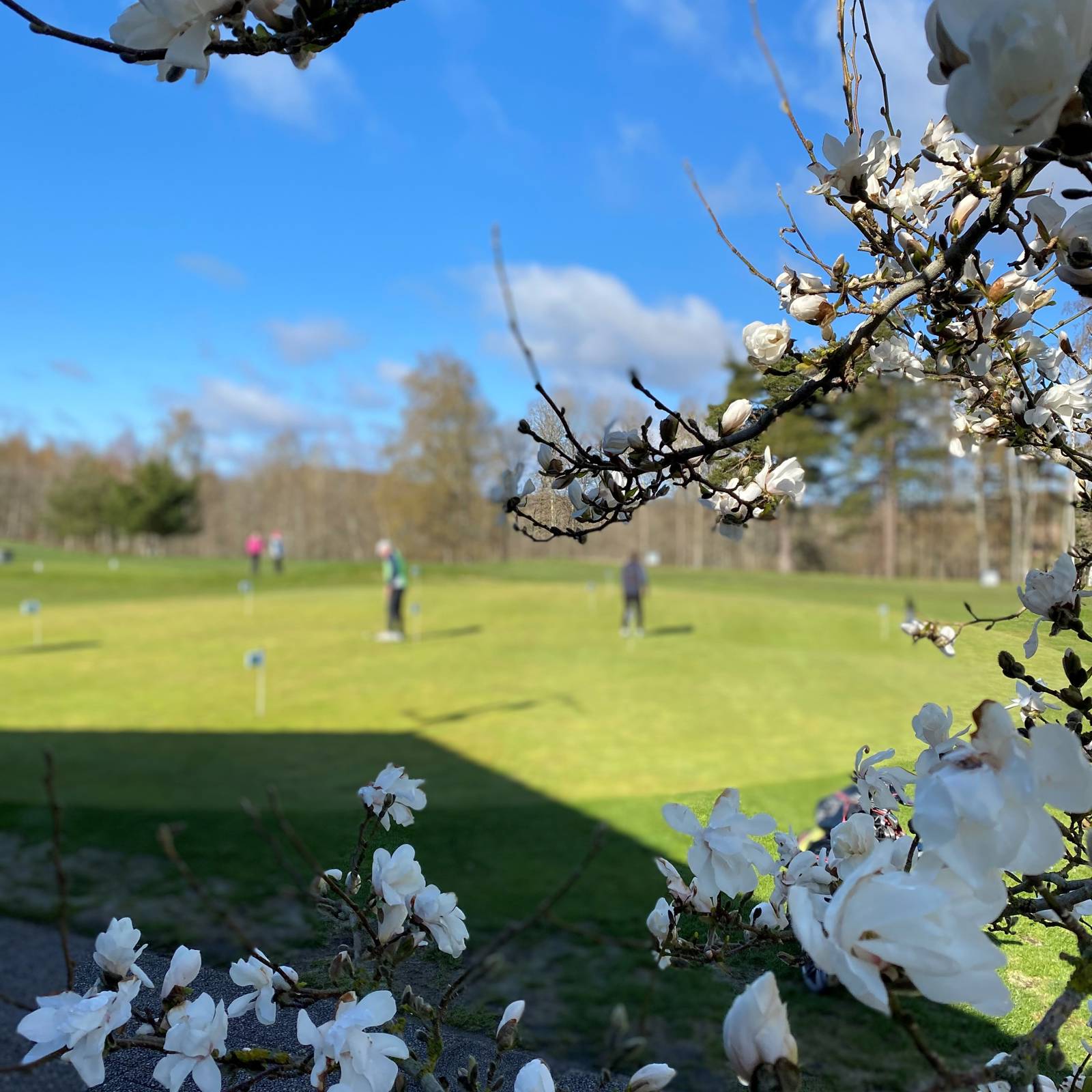 Magnolia Och Green (1)