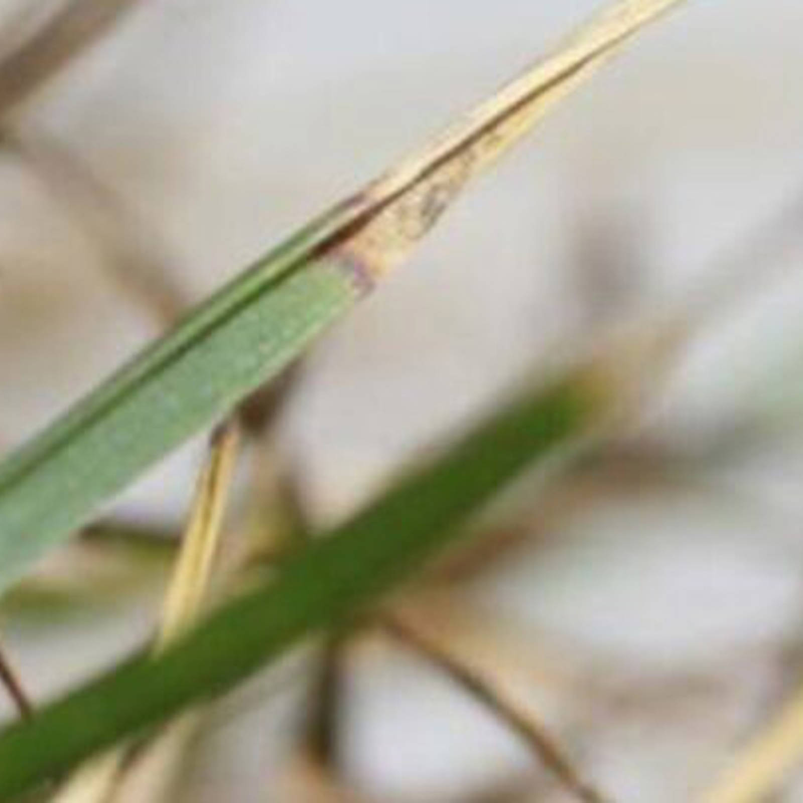 Ascochyta Leaf Blight16x9